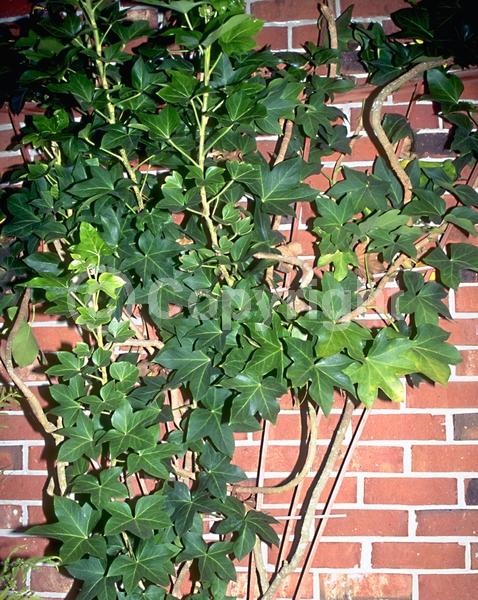 White blooms; Evergreen; Needles or needle-like leaf