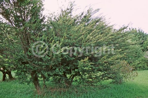 Unknown blooms; Evergreen