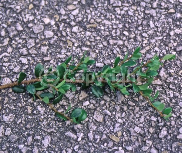 Unknown blooms; Evergreen
