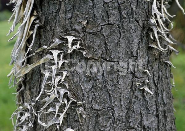 White blooms; Evergreen; North American Native