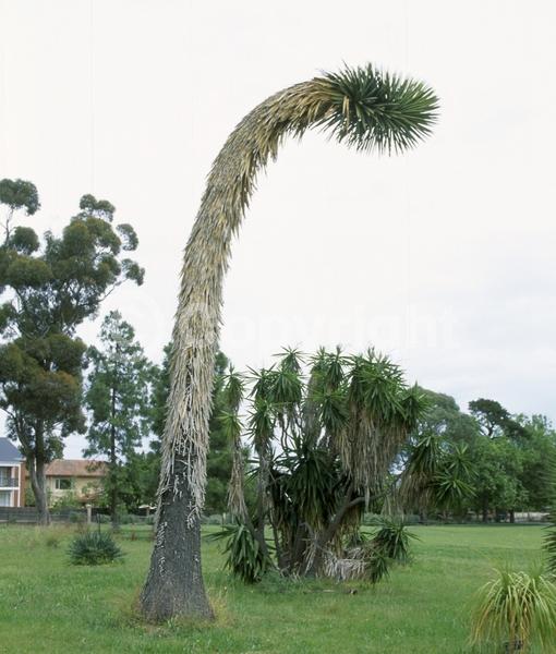 White blooms; Evergreen; North American Native