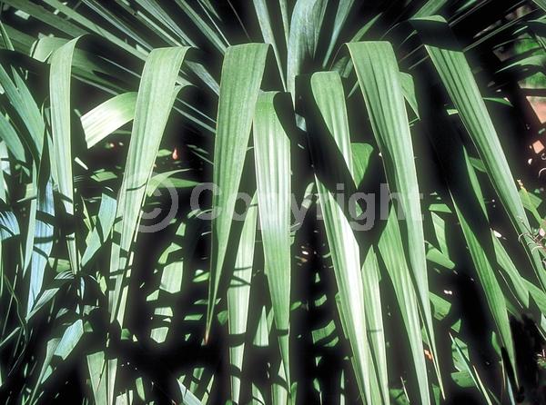 White blooms; Evergreen; North American Native