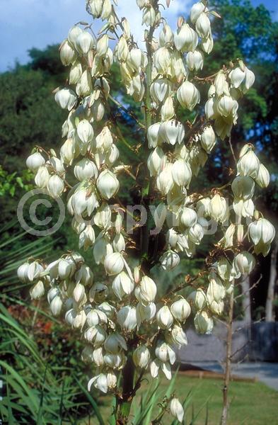 White blooms; Evergreen; North American Native