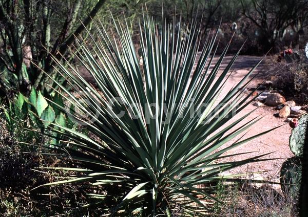 White blooms; Evergreen; North American Native