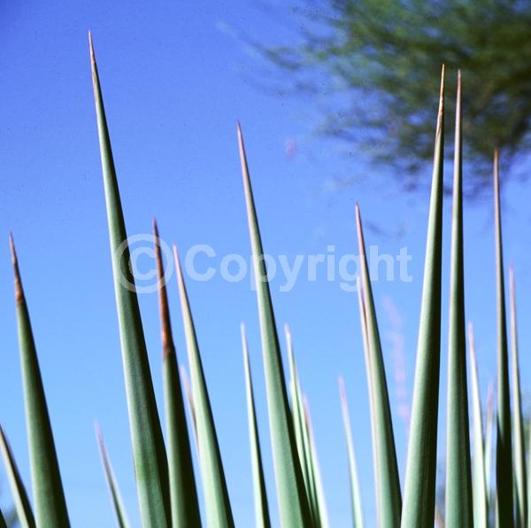 White blooms; Evergreen; North American Native