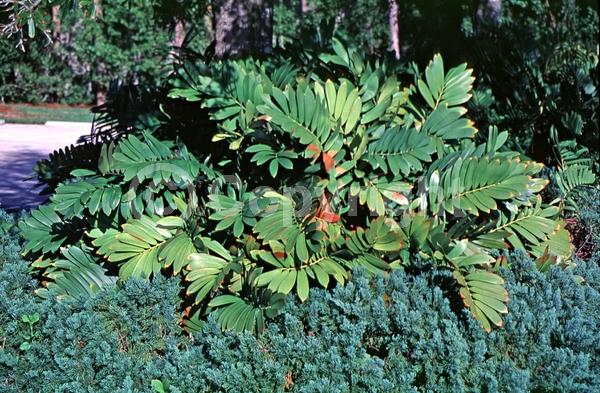 Evergreen; North American Native