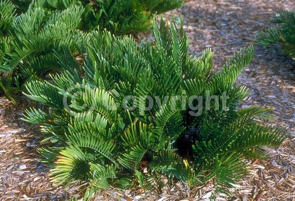 Evergreen; North American Native