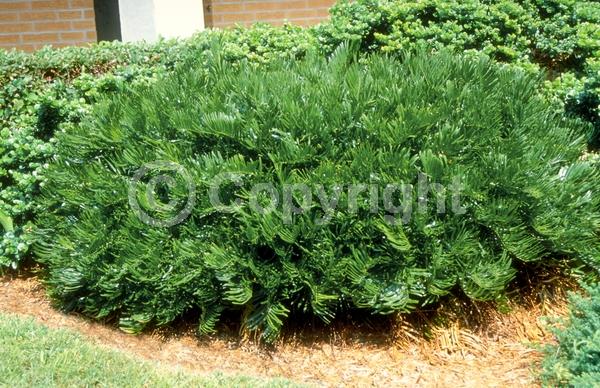 Evergreen; North American Native