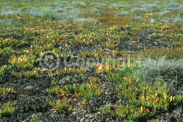 Red blooms; Orange blooms; Yellow blooms; White blooms; Evergreen; Needles or needle-like leaf