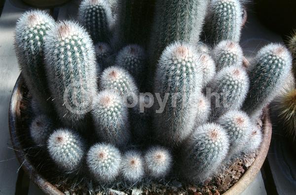 Purple blooms; White blooms; Evergreen