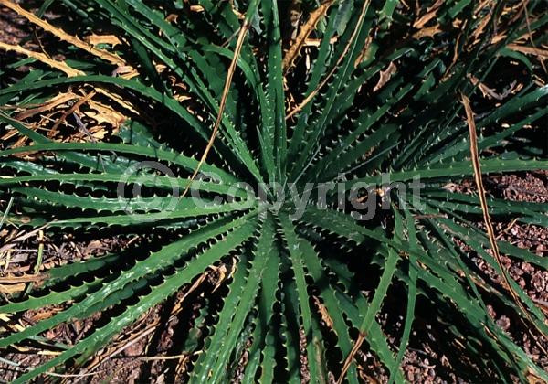 Yellow blooms; Green blooms; Evergreen; North American Native
