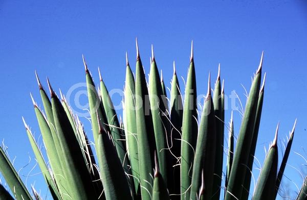 White blooms; Evergreen; North American Native