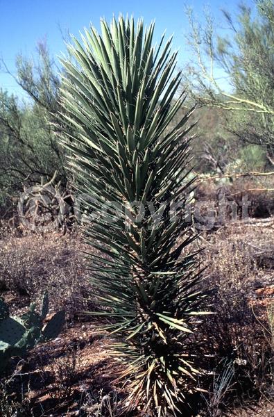 White blooms; Evergreen; North American Native