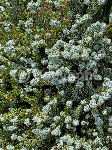 Evergreen; Needles or needle-like leaf;Evergreen; Needles or needle-like leaf