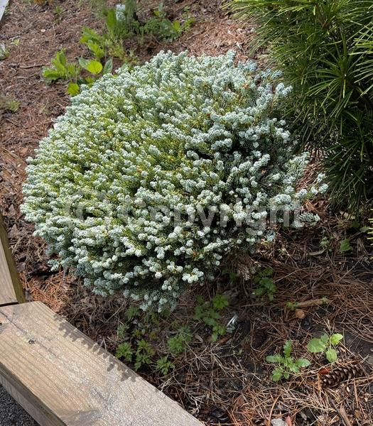 Evergreen; Needles or needle-like leaf;Evergreen; Needles or needle-like leaf