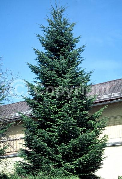 Evergreen; Needles or needle-like leaf
