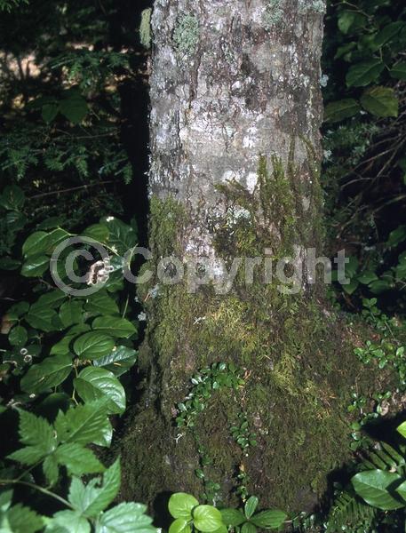 Evergreen; Needles or needle-like leaf; North American Native