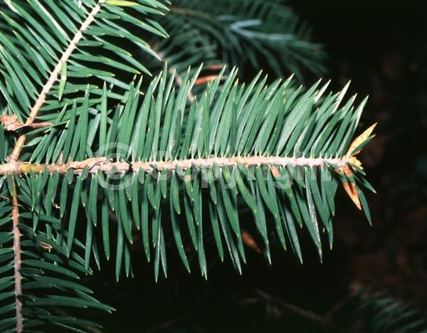 Evergreen; Needles or needle-like leaf; North American Native