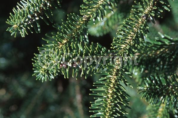 Evergreen; Needles or needle-like leaf
