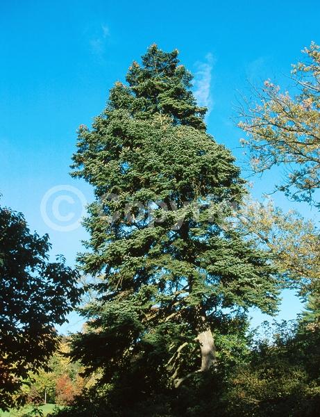 Evergreen; Needles or needle-like leaf