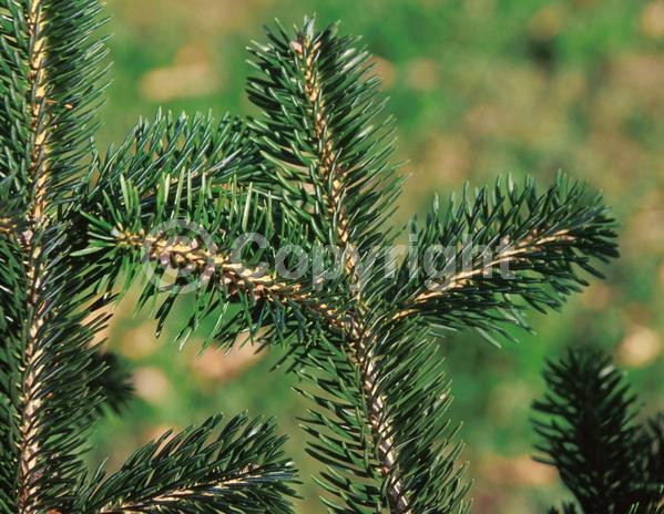 Evergreen; Needles or needle-like leaf