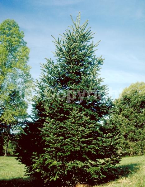 Evergreen; Needles or needle-like leaf