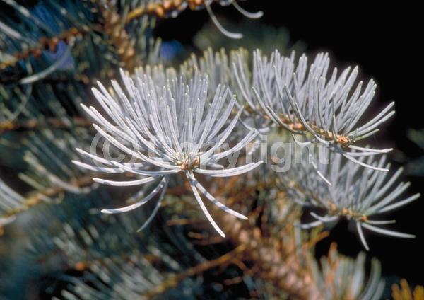Evergreen; Needles or needle-like leaf