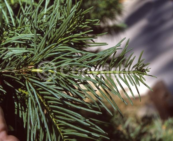 Evergreen; Needles or needle-like leaf; North American Native
