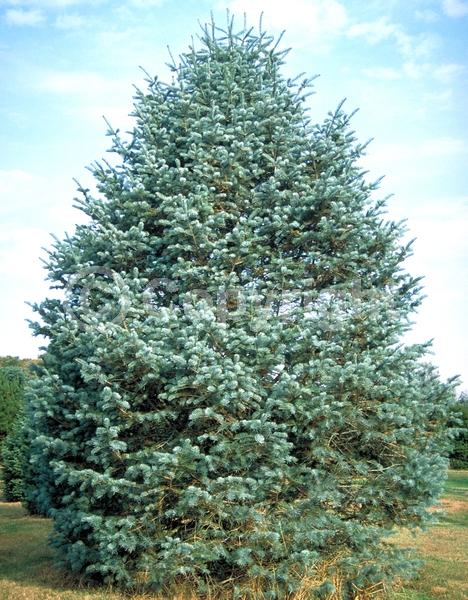 Red blooms; Evergreen; Needles or needle-like leaf