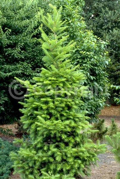 Evergreen; Needles or needle-like leaf