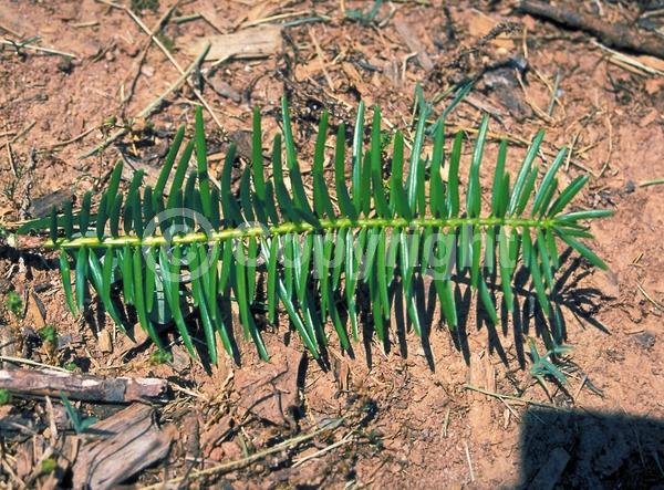 Evergreen; Needles or needle-like leaf