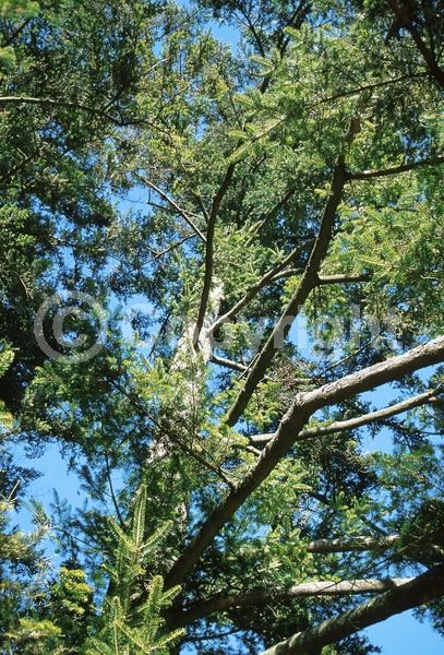 Evergreen; Needles or needle-like leaf