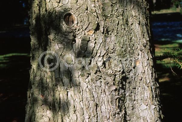 Evergreen; Needles or needle-like leaf