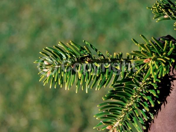 Evergreen; Needles or needle-like leaf