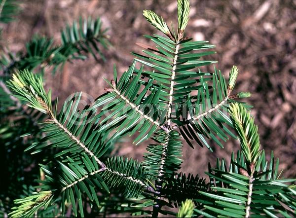 Evergreen; Needles or needle-like leaf