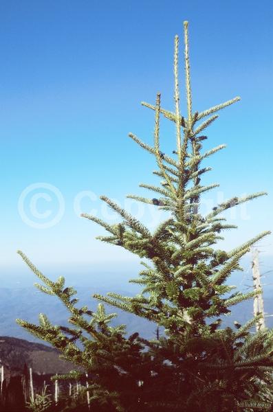 Evergreen; Needles or needle-like leaf; North American Native