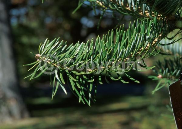 Red blooms; Evergreen; Needles or needle-like leaf