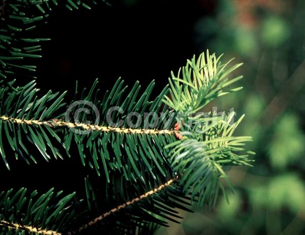 Red blooms; Evergreen; Needles or needle-like leaf