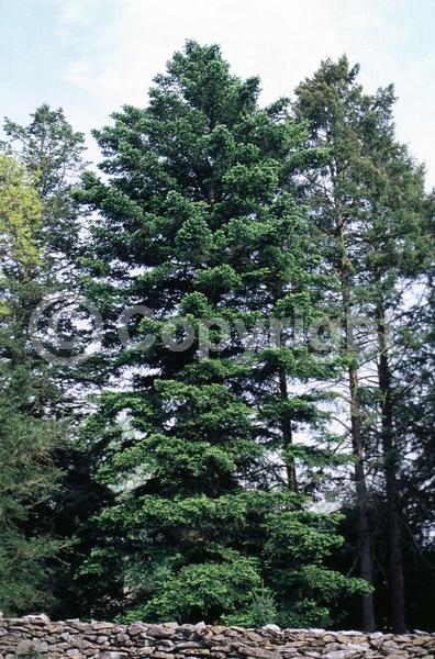 Red blooms; Evergreen; Needles or needle-like leaf