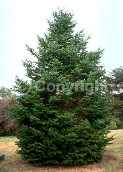 Red blooms; Evergreen; Needles or needle-like leaf