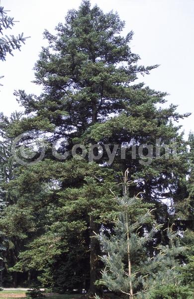 Evergreen; Needles or needle-like leaf; 