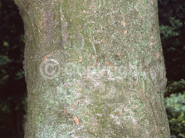 Evergreen; Needles or needle-like leaf; 