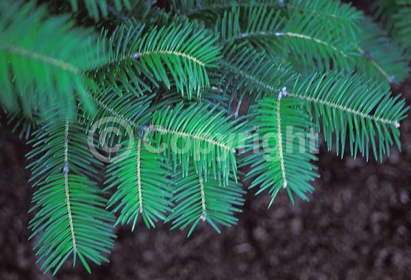 Evergreen; Needles or needle-like leaf; 
