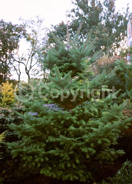 Evergreen; Needles or needle-like leaf; 