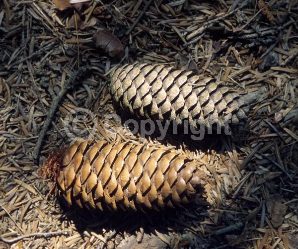 Evergreen; Needles or needle-like leaf; 