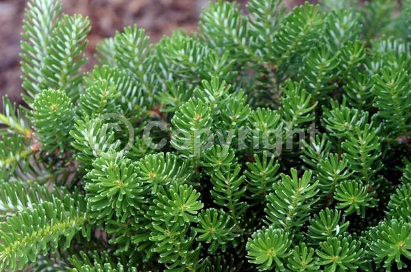 Evergreen; Needles or needle-like leaf