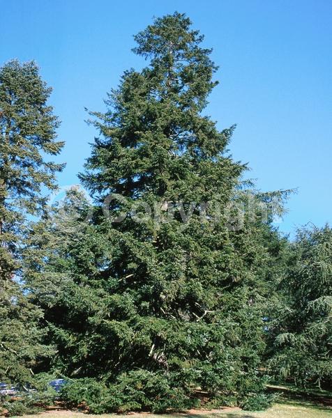 Evergreen; Needles or needle-like leaf