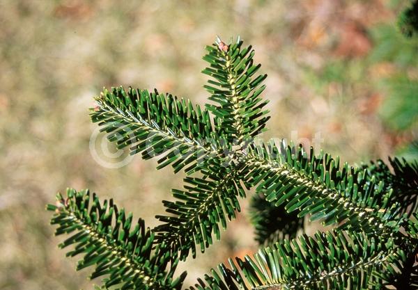 Evergreen; Needles or needle-like leaf