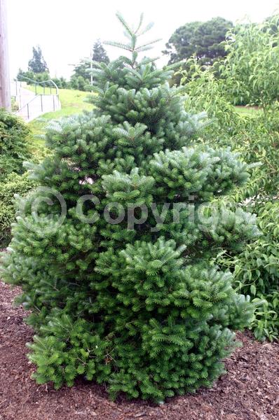 Evergreen; Needles or needle-like leaf