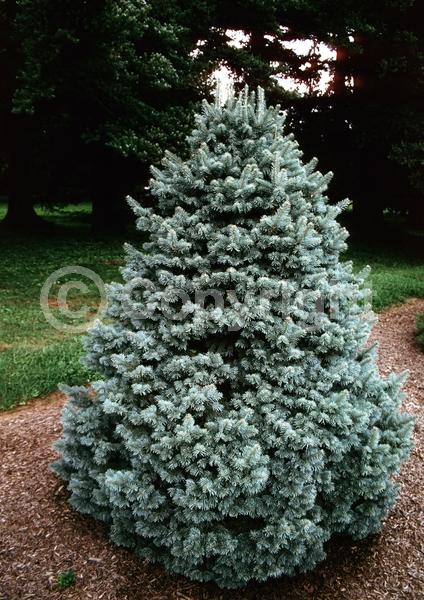 Red blooms; Evergreen; Needles or needle-like leaf; North American Native